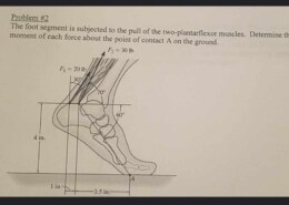 The foot segment is subjected to the pull of the two-plantarflexor muscles. Determine the moment of each force about the point of contact A on the ground.